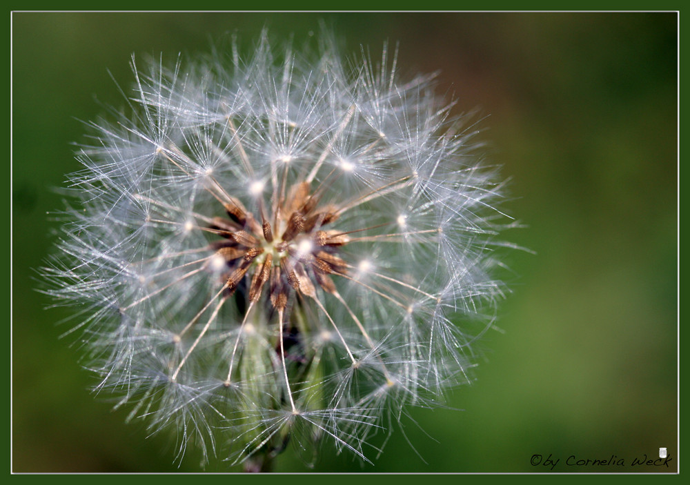 Noch trotz sie dem Wind