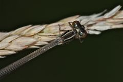 Noch unausgefärbtes Männchen der Hufeisen-Azurjungfer (Coenagrion puella)