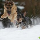 Noch ungetrübte Dackelfreuden ;-)