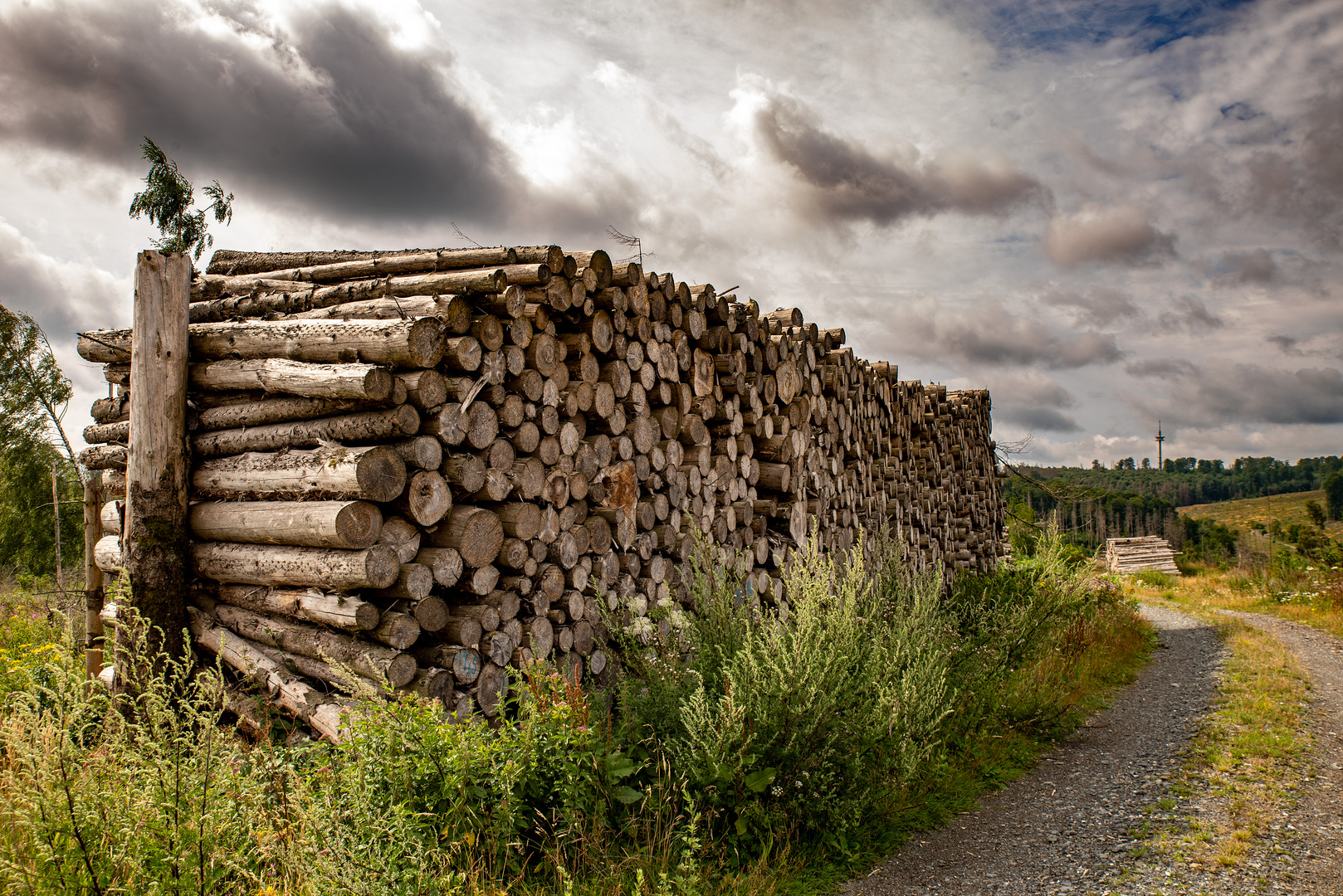 Noch viel Holz...