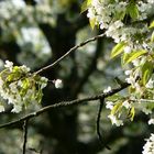 noch viel WEIß im Kirschbaum