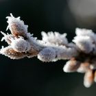 ... noch viiieeel Zeit bis zur Blüte ...