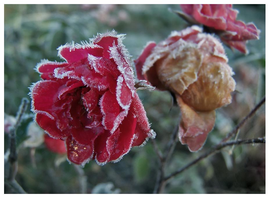 noch vom letzten Herbst...