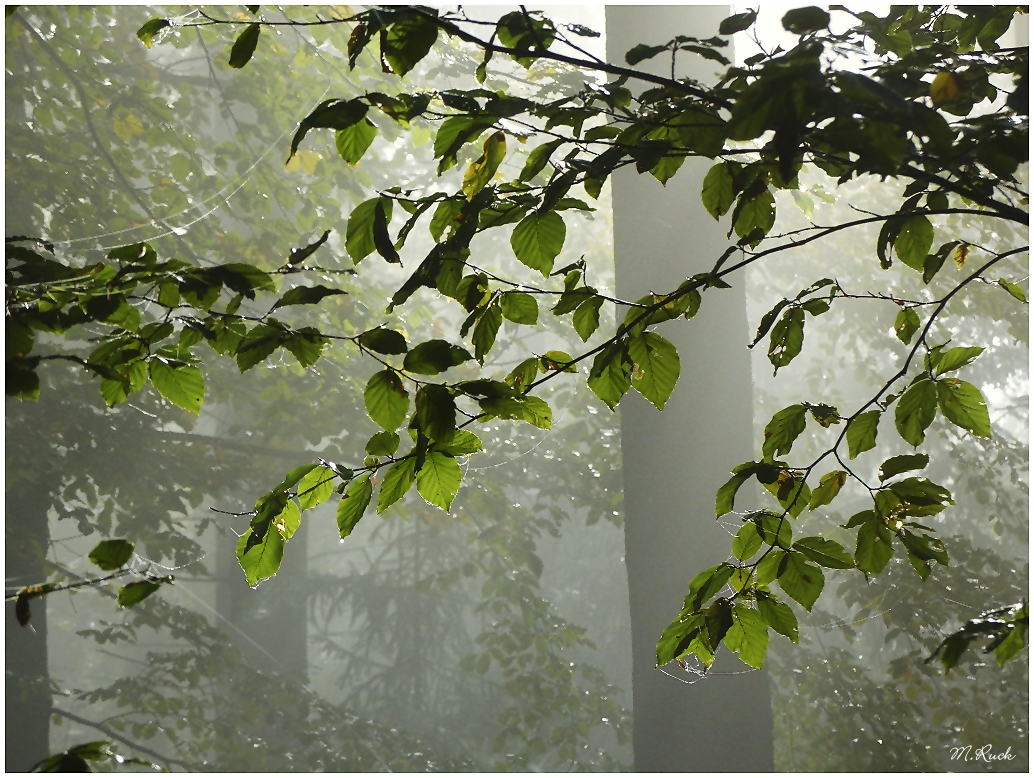 Noch wabern  die Nebel durch den Wald , aber die Sonne kämpft dagegen an ,