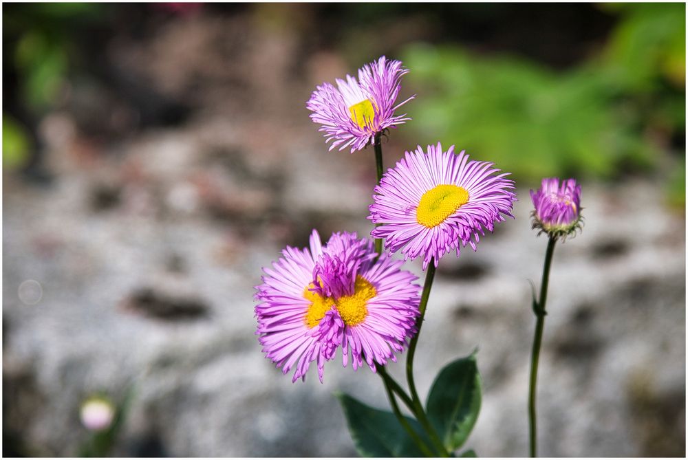 noch was aus dem Garten