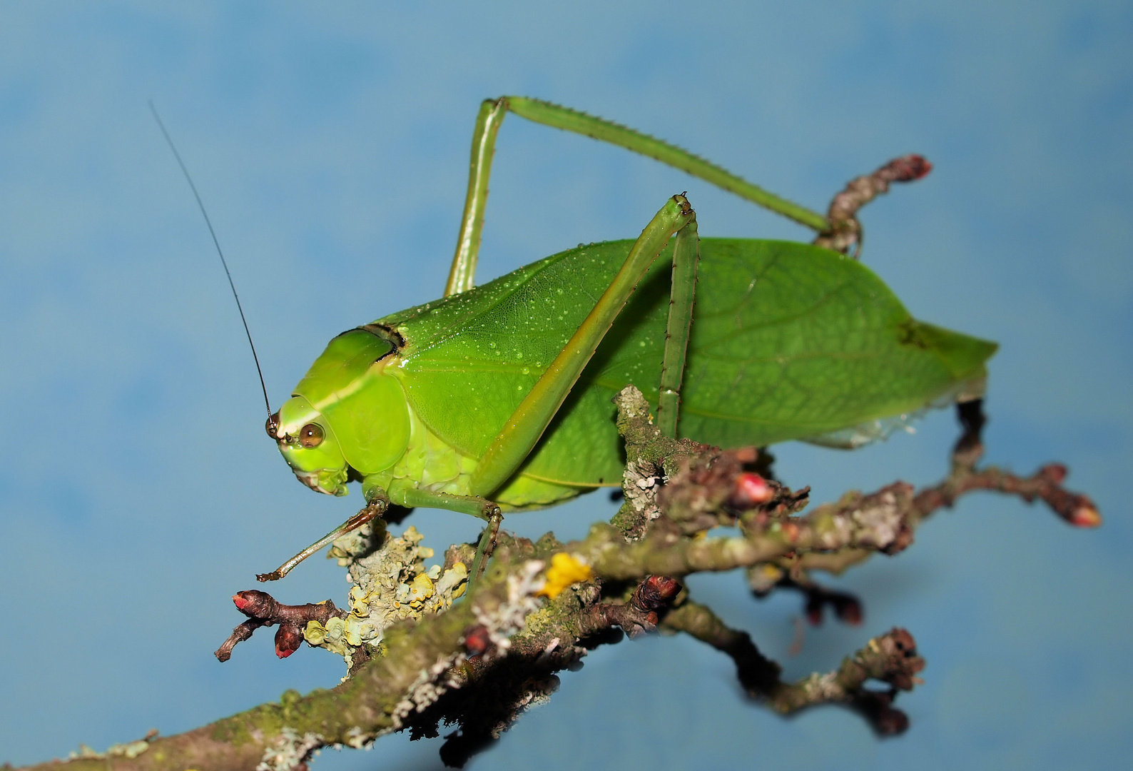 Noch was aus meiner Motten und Insekten Kiste ;) 