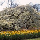 Noch was vom Keukenhof....