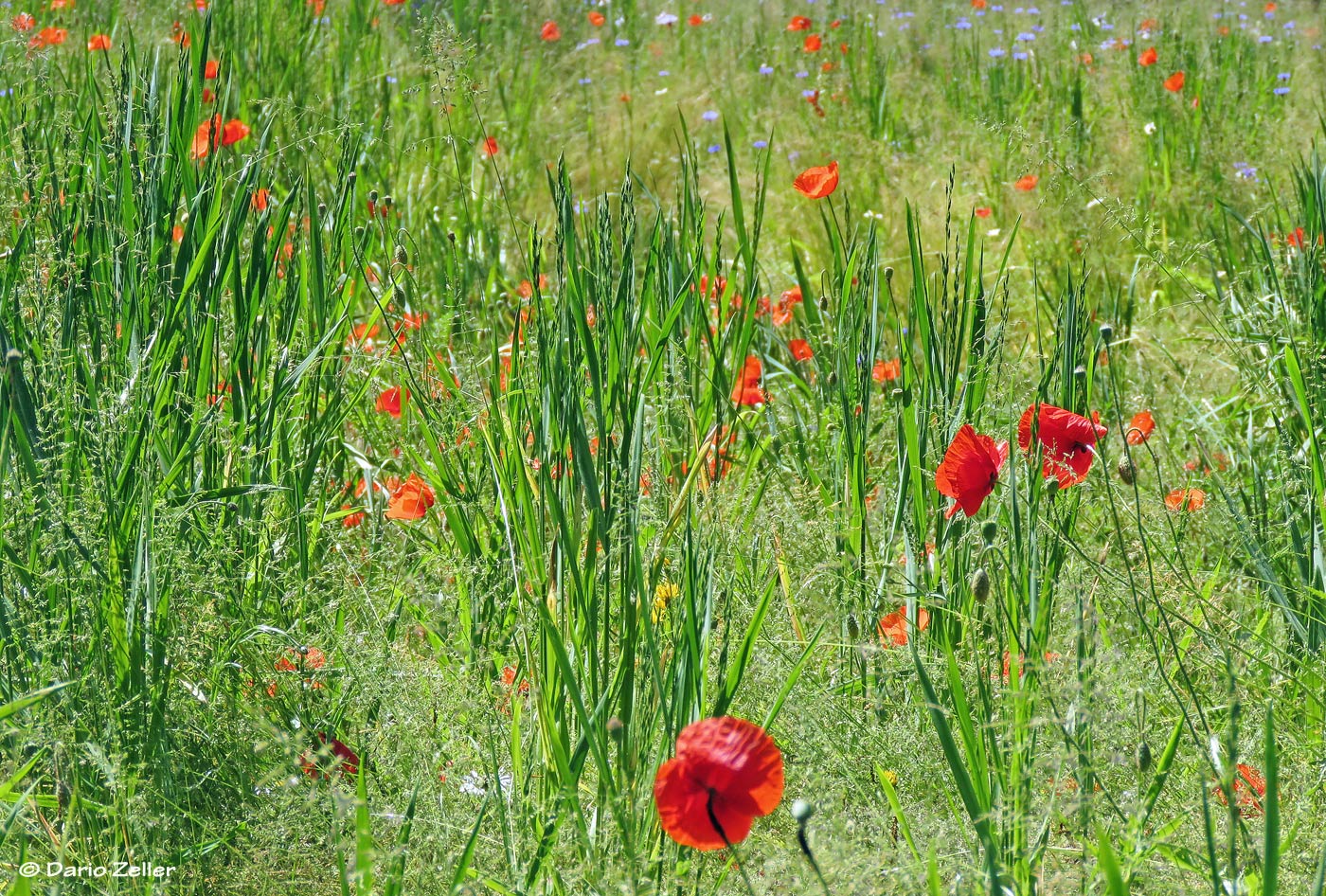 Noch was vom letzten Sommer