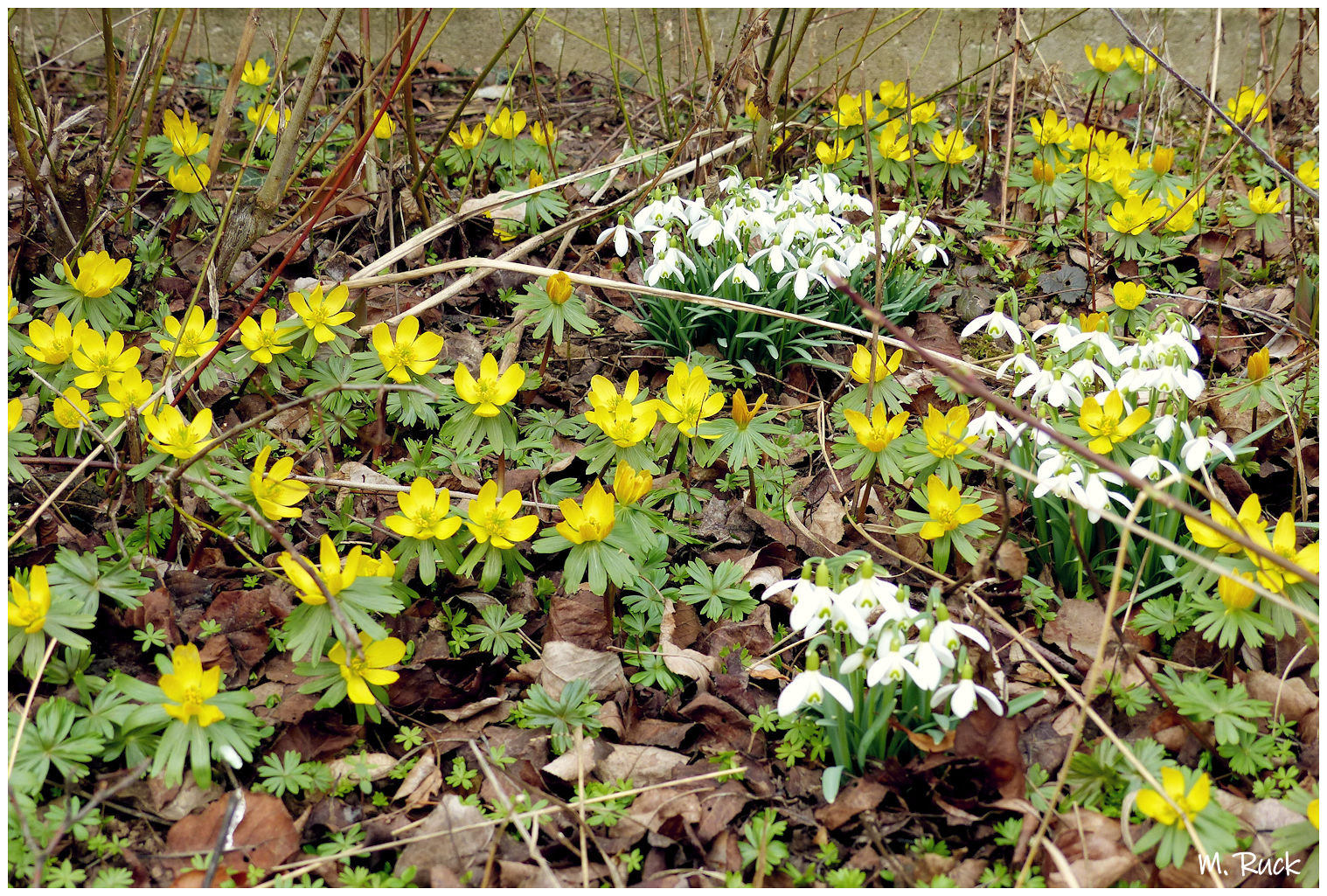 Noch will uns die Natur auf den kommenden Frühling vorbereiten .