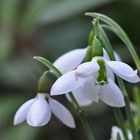 Noch Winter ..? Nein bei mir ist schon Frühling