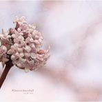 NOCH WINTER ODER DOCH SCHON FRÜHLING?