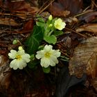 Noch Winter oder schon Frühling ?