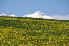 Noch Winter oder schon Frühling?