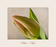 Noch zag leuchtet die Farbe der Tulpe....