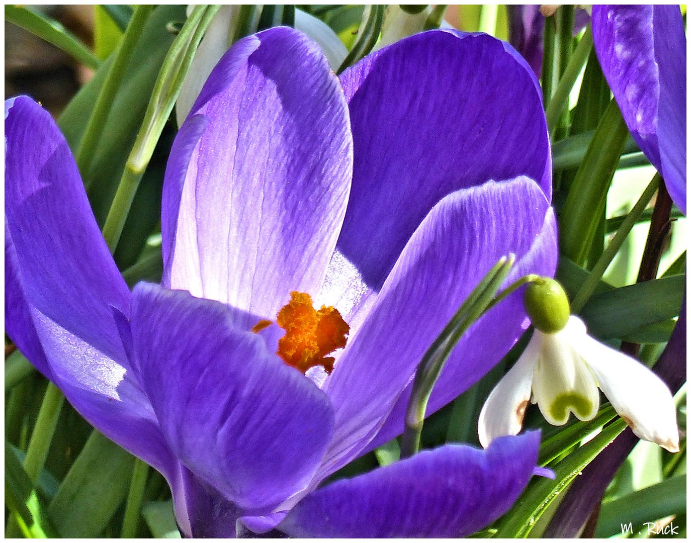 Noch zeigen die Krokusse sich in ihrer ganzen Pracht 