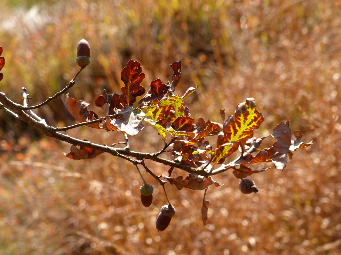 Noch zeigt sich der Herbst