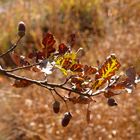 Noch zeigt sich der Herbst