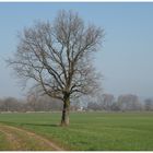 Noch zeigt sich kein Grün an den Bäumen,Eine einsame Eiche in der Landschaft.