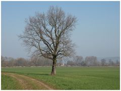 Noch zeigt sich kein Grün an den Bäumen,Eine einsame Eiche in der Landschaft.