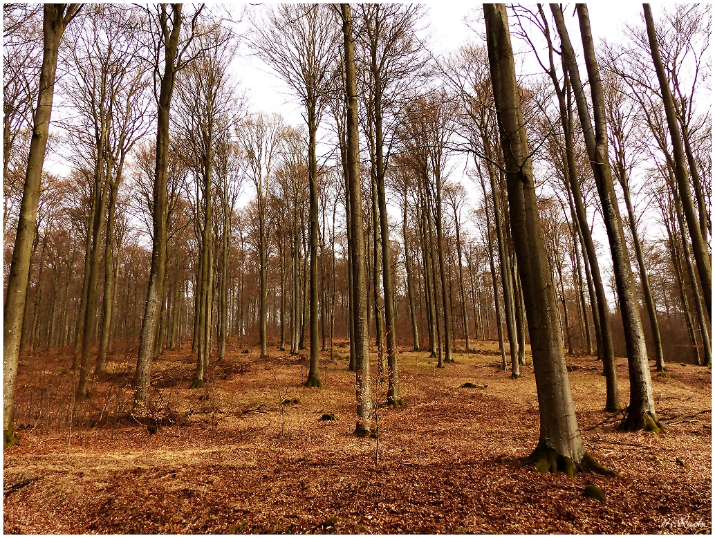 Noch zeigt sich kein Laub im Buchenwald ,