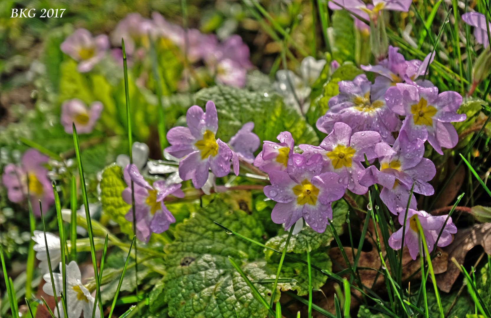 Noch ziemlich nass; Frühlingsblüten nach dem Gewitter 