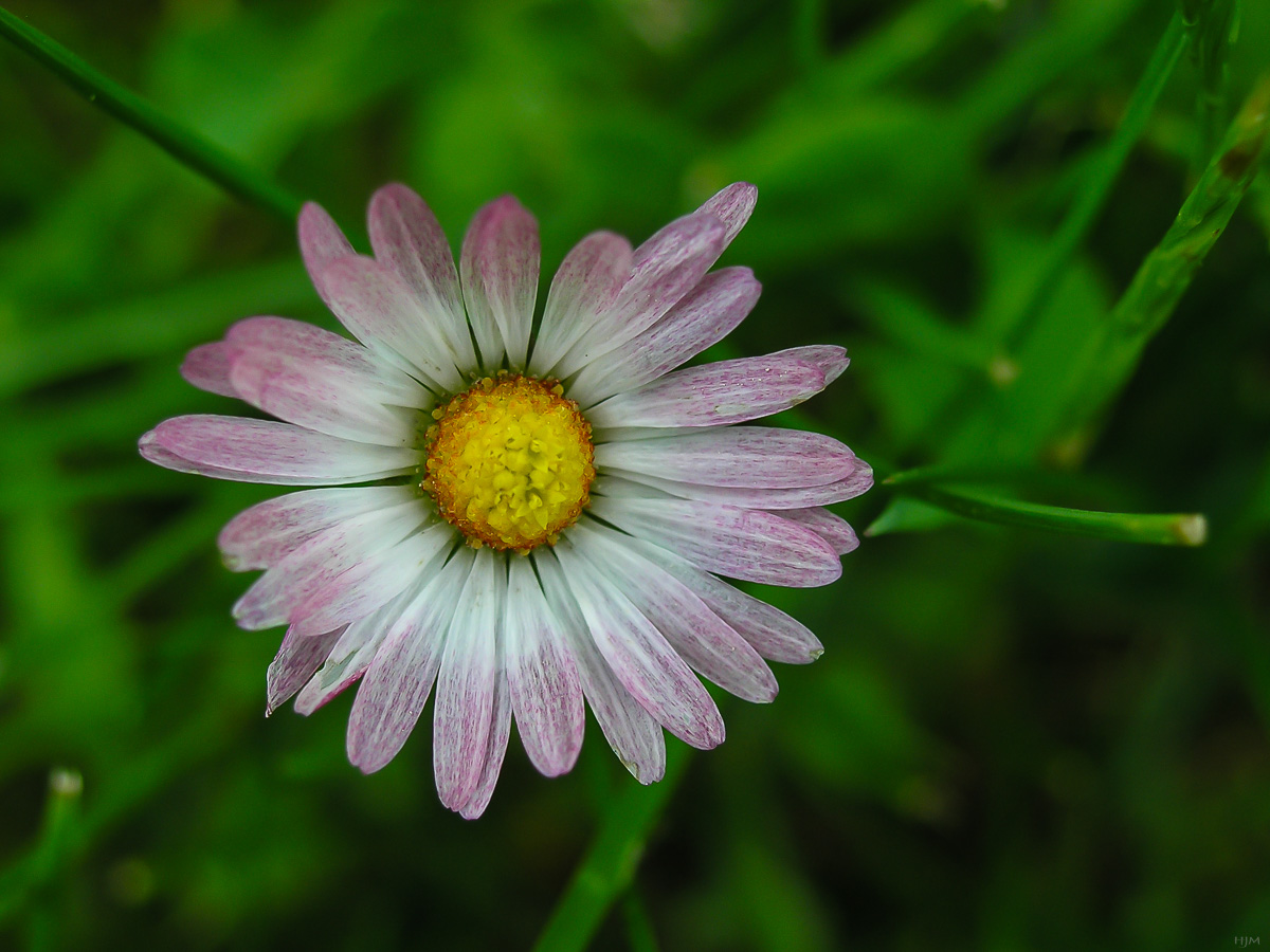 Noch zu früh für Gänseblümchen