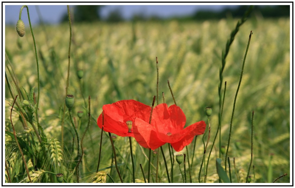 ---noch zu genießen, der wilde Mohn--