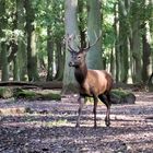 Noch zu jung um die Damen zu begeistern …