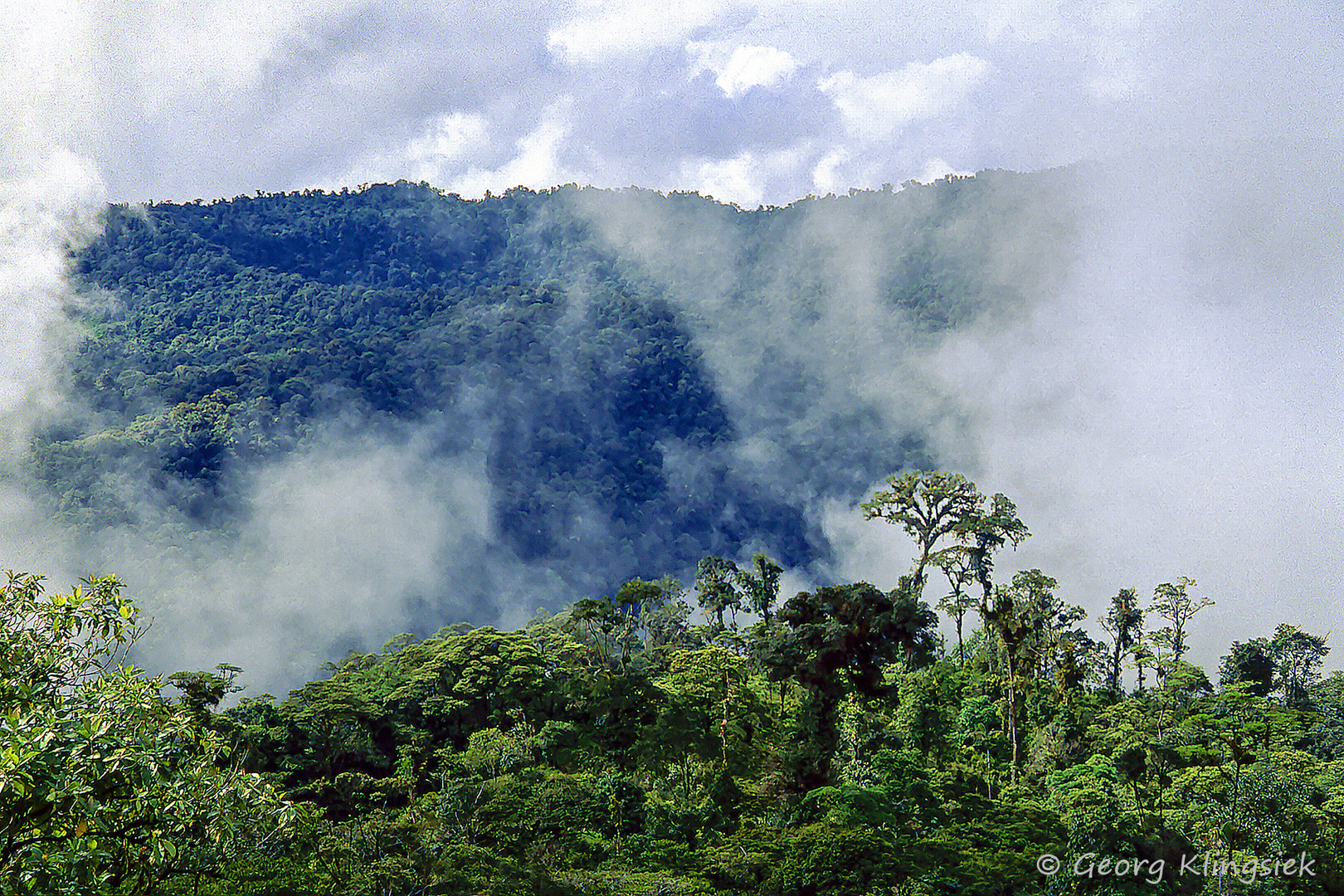 Noch zwei Bilder aus dem Amazonas-Regenwald … 