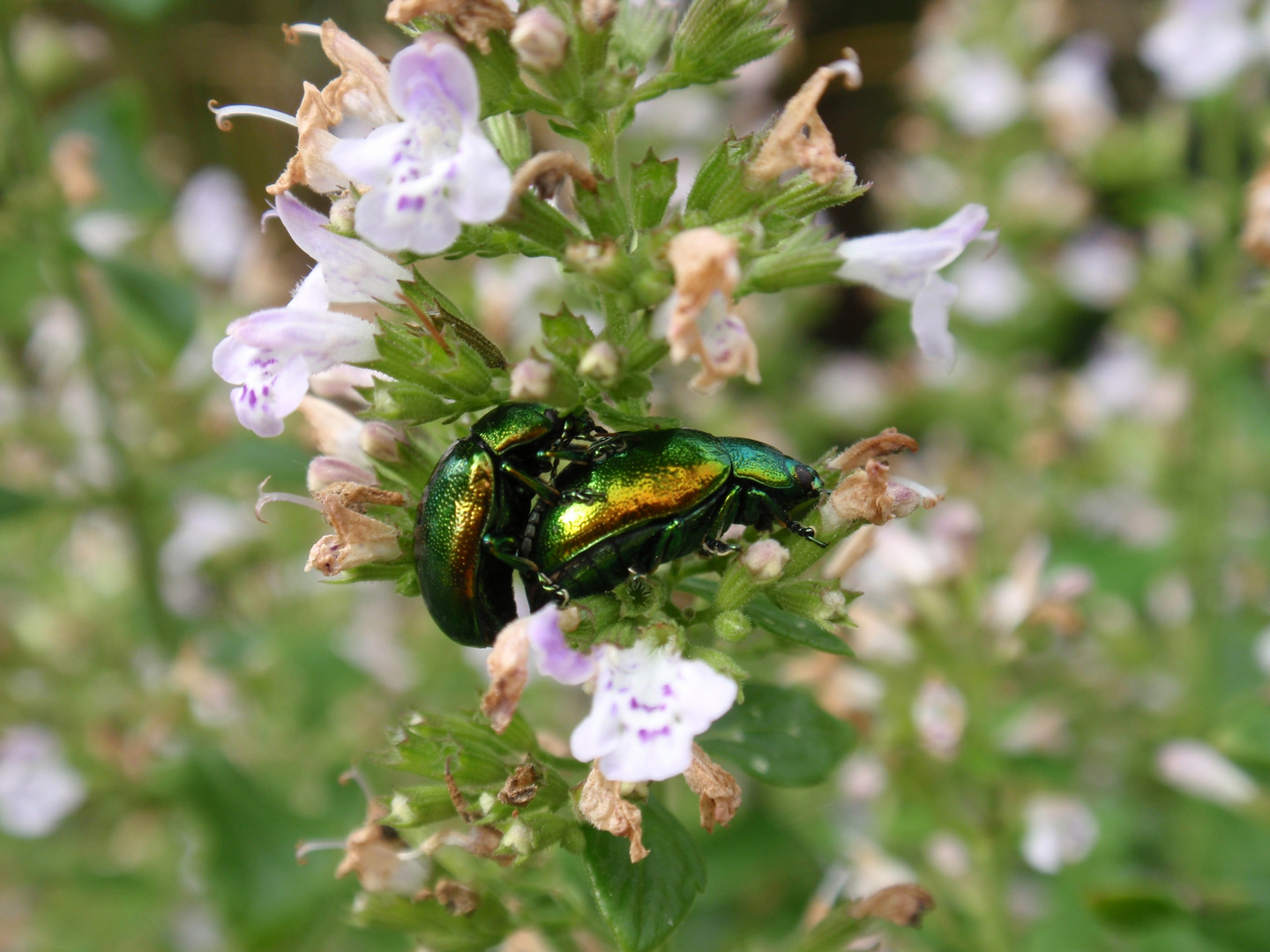 Noch zwei Blattkäfer (Chrysolina herbacea) "full in action"