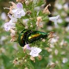 Noch zwei Blattkäfer (Chrysolina herbacea) "full in action"