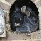 Noch zwei Kaninchen