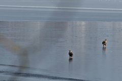 noch zwei Seeadler