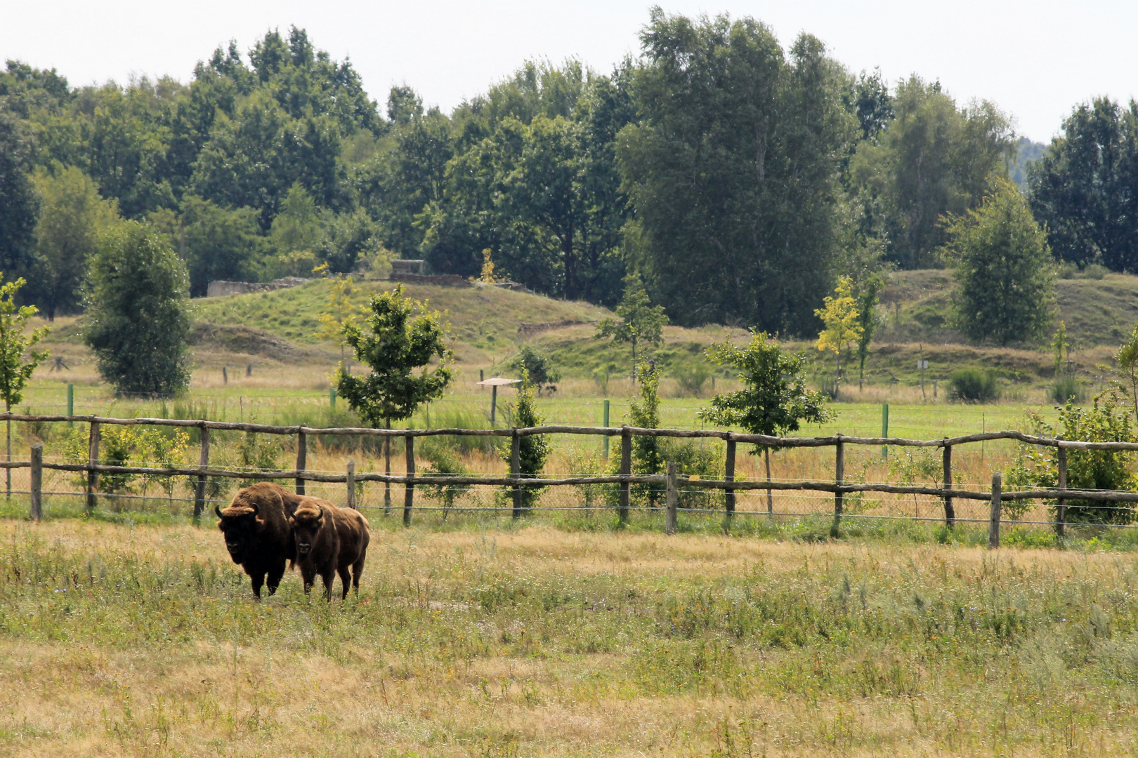 Noch zwei Wisent