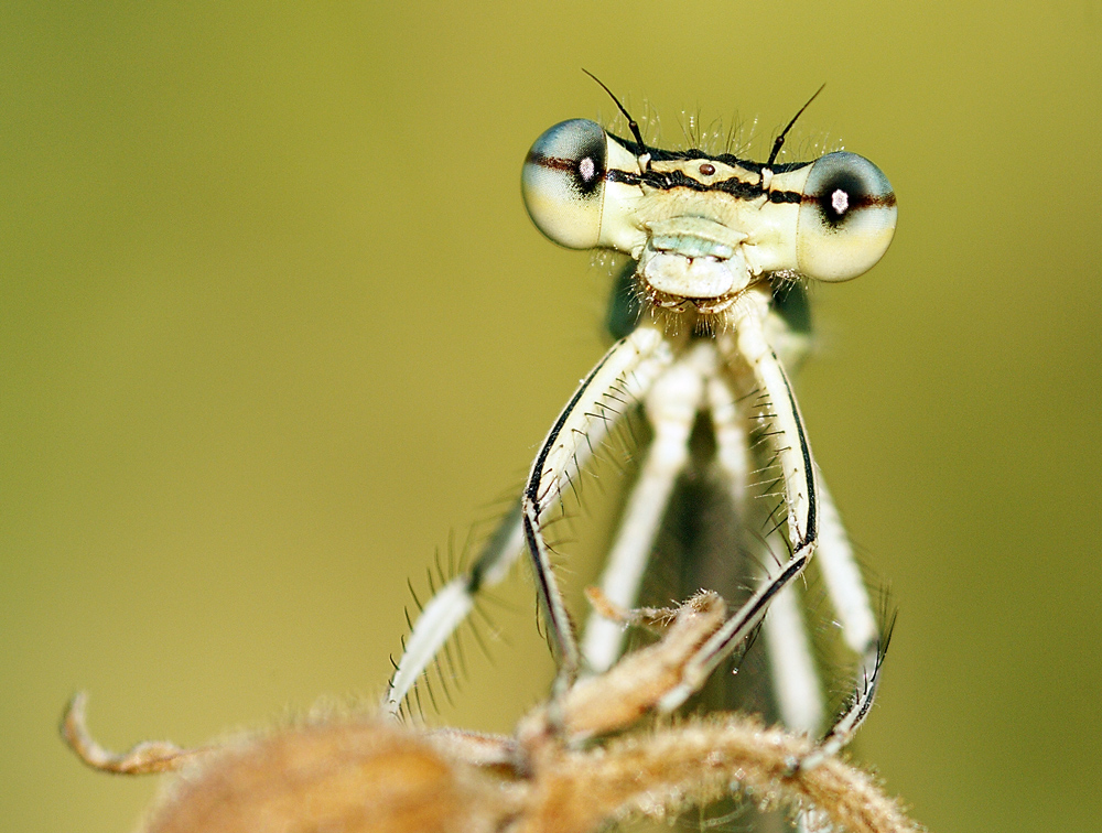 Nocheinmal einer Libelle in die Augen geschaut