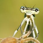 Nocheinmal einer Libelle in die Augen geschaut