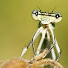 Nocheinmal einer Libelle in die Augen geschaut