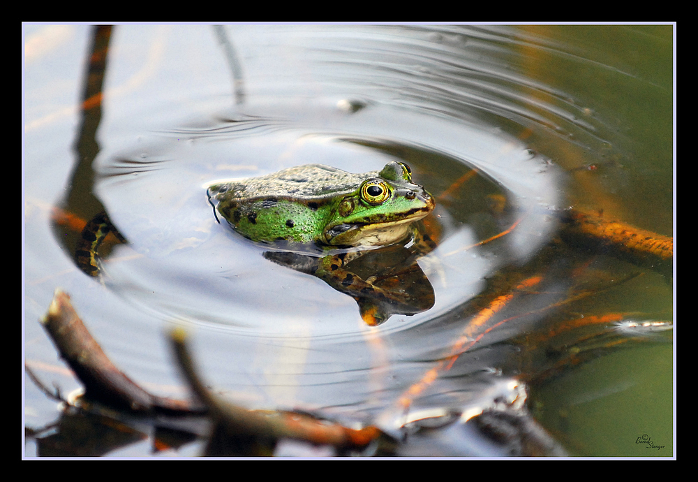 Noch´en Frosch...