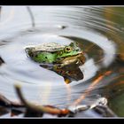 Noch´en Frosch...