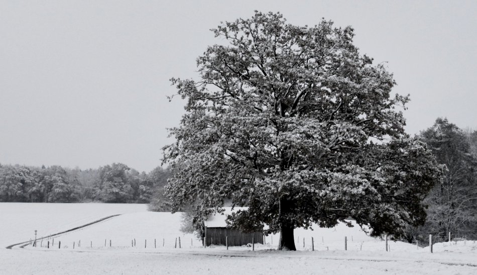 Nochherbst - Wintereinbruch II