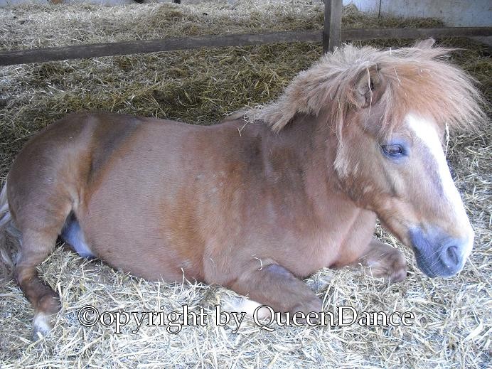 Nochma das süüße Pony..