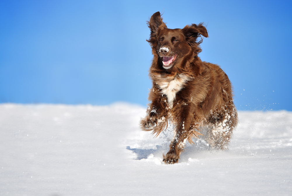 Nochmal Action im Schnee.....und jetzt bitte Frühling :)