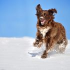 Nochmal Action im Schnee.....und jetzt bitte Frühling :)