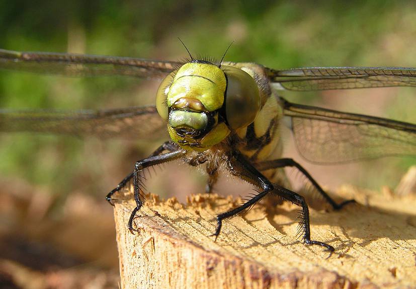 Nochmal Aeshna cyanea