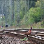 nochmal am Bahndamm