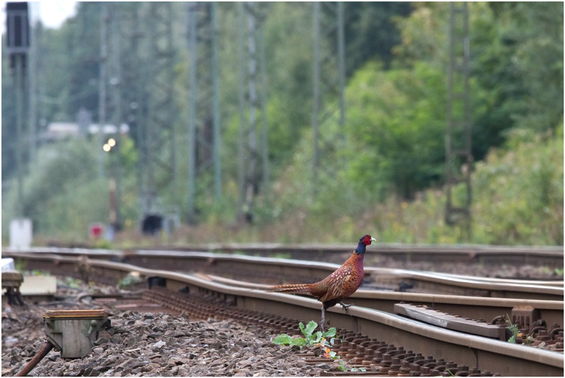 nochmal am Bahndamm