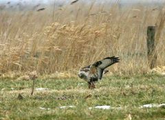 Nochmal am Raufußbussard