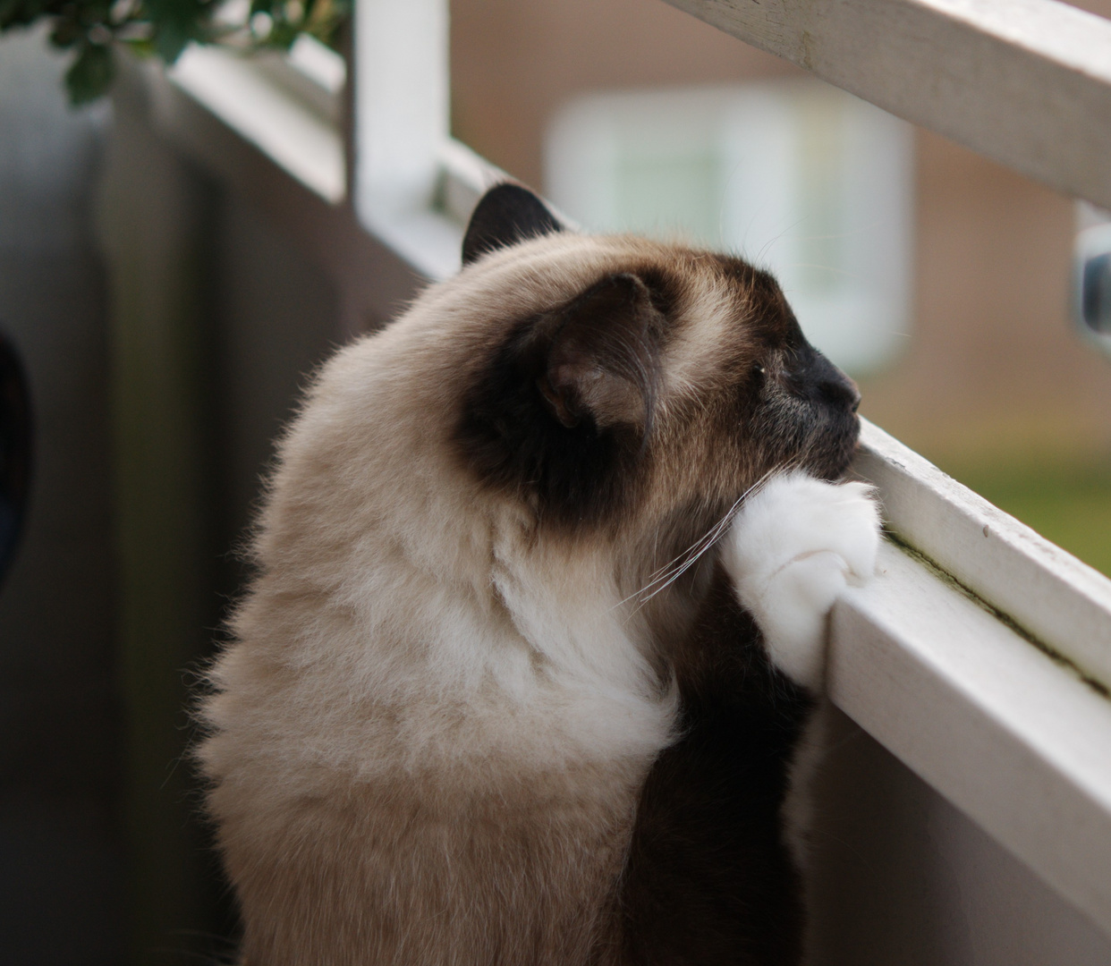 Nochmal auf dem Balkon