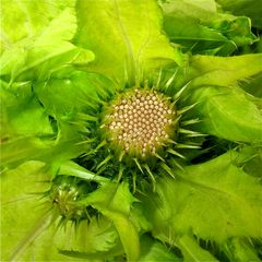 Nochmal: Auflösung des RÄTSELs vom 4.7.2012: KOHL(KRATZ)DISTEL, Cirsium oleraceum