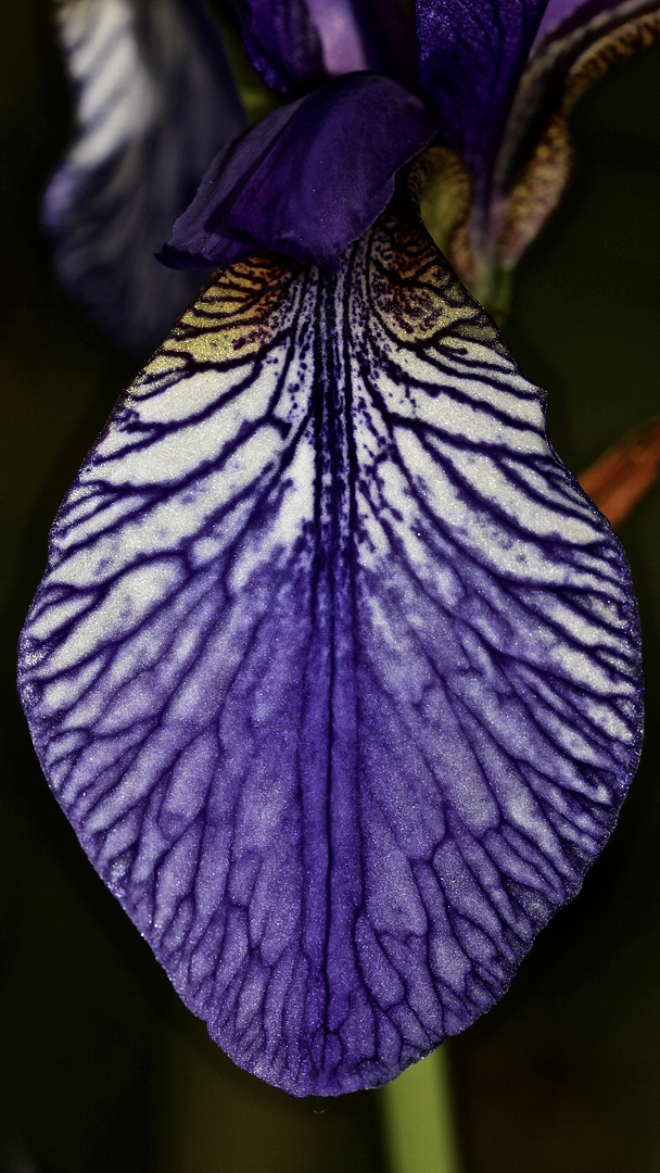 Nochmal blau: Die Unterlippe der Sibirischen Schwertlilie (Iris sibirica)